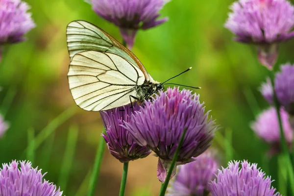 Prachtige vlinder op zomerbloemen — Stockfoto