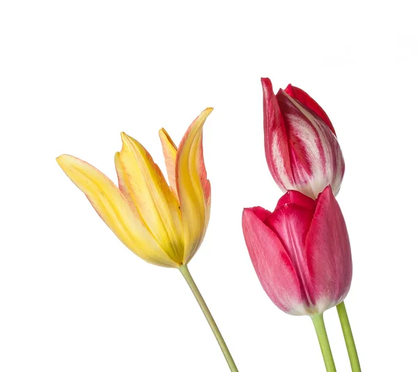 Fiore di tulipano — Foto Stock