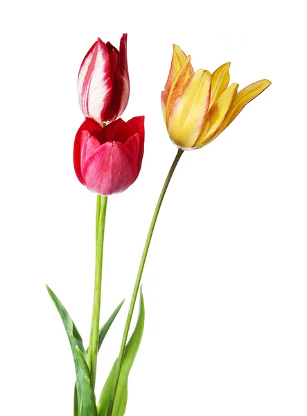 Tulipanblomst – stockfoto