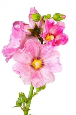 pembe ebegümeci çiçekler