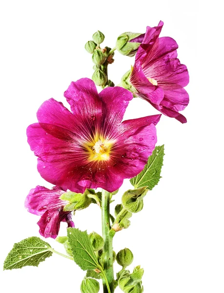 紫葵 — ストック写真