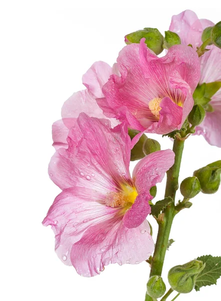 Rosa Malva blommor — Stockfoto