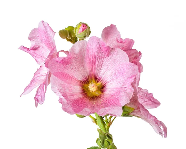 Розовая маллочка — стоковое фото