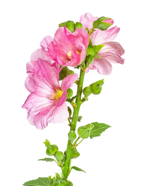Różowy mallow — Zdjęcie stockowe