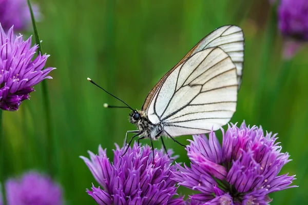Prachtige vlinder op zomerbloemen — Stockfoto