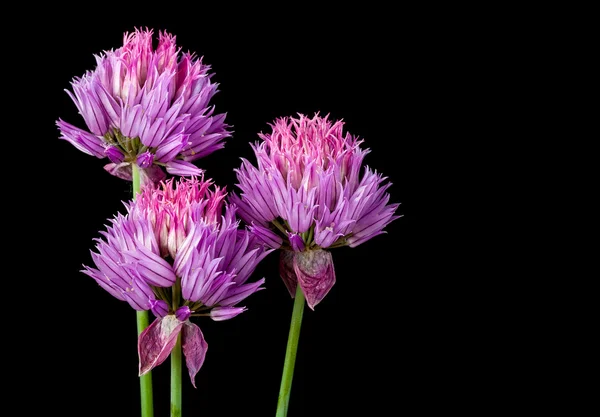 Purple flower — Stock Photo, Image