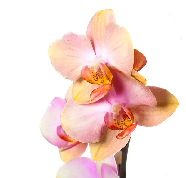 Orchid blommor — Stockfoto