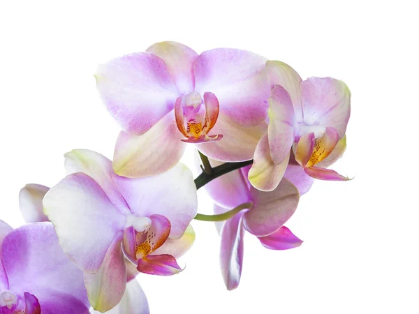 Orchid blommor — Stockfoto