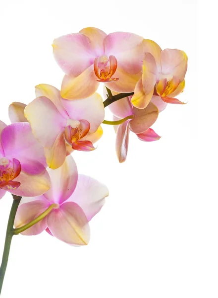 Orchid blommor — Stockfoto