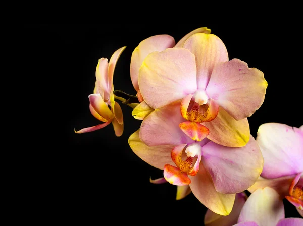 Orchid blommor — Stockfoto