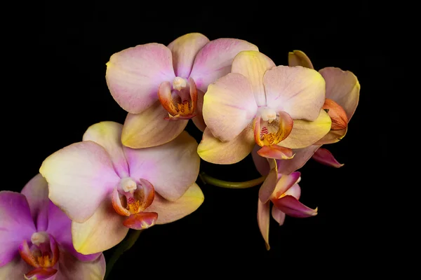 Orchideenblüten — Stockfoto