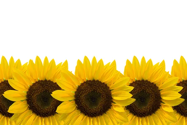 Sonnenblumen — Stockfoto