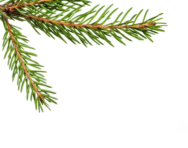 Fir branch — Stock Photo, Image