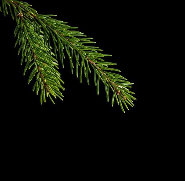 Fir branch — Stock Photo, Image