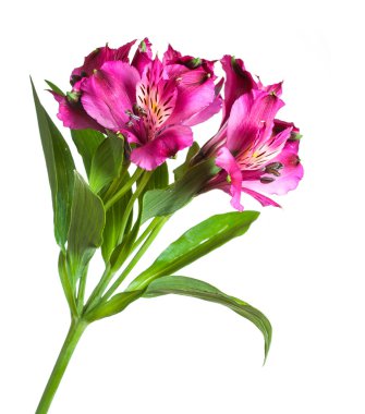 Bahar çiçekleri
