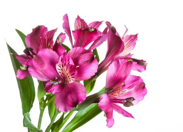 Frühlingsblumen — Stockfoto