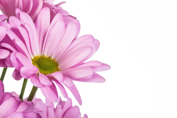 Pink chrysanthemum flower — Stock Photo, Image