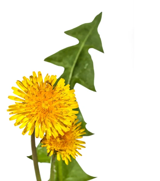 Żółty kwiat mniszka lekarskiego — Zdjęcie stockowe