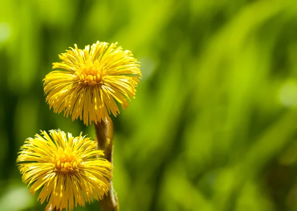 Желтый цветок Coltsfoot — стоковое фото