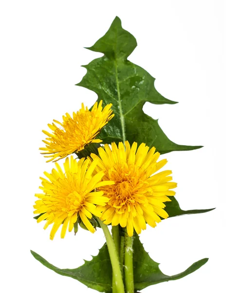 Yellow dandelion flowers — Stock Photo, Image