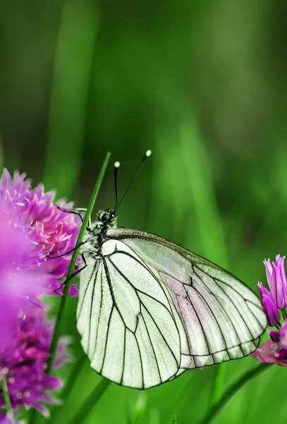 Vlinder aan zomerbloemen — Stockfoto