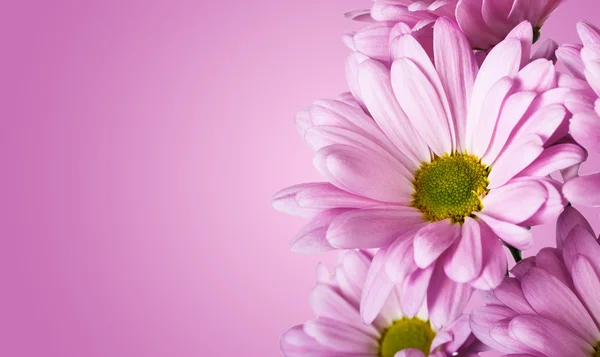 Kasımpatı çiçeği — Stok fotoğraf