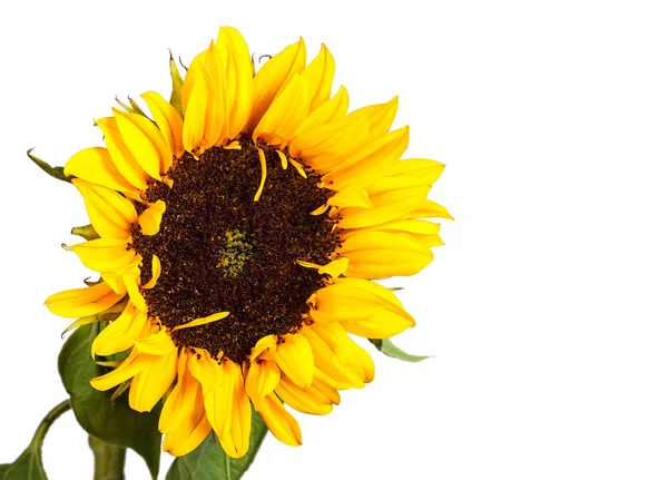 Sunflower — Stock Photo, Image