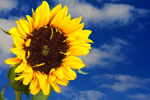 Sunflower over sky — Stock Photo, Image