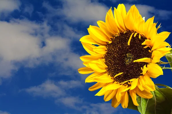 Bunga matahari di atas langit biru — Stok Foto