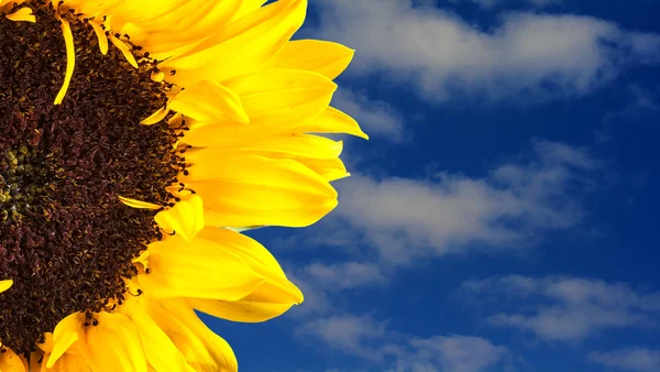 Sunflower — Stock Photo, Image