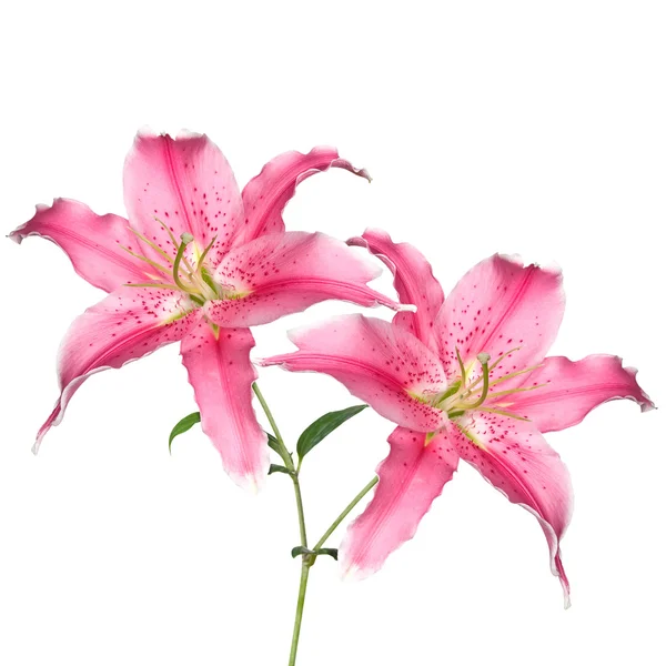 Rózsaszín tiger-liliom — Stock Fotó