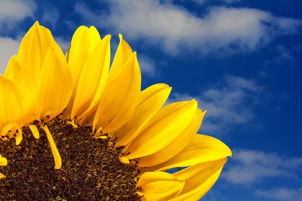 Sonnenblume über dem Himmel mit Wolken — Stockfoto