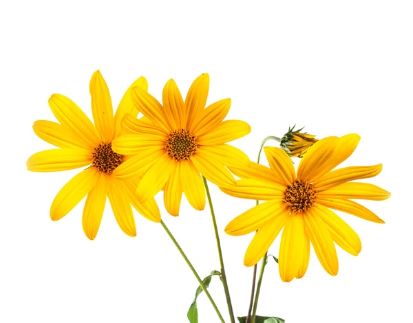 Yellow flower — Stock Photo, Image