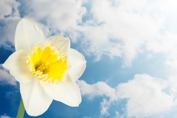 Narcissus flower — Stock Photo, Image