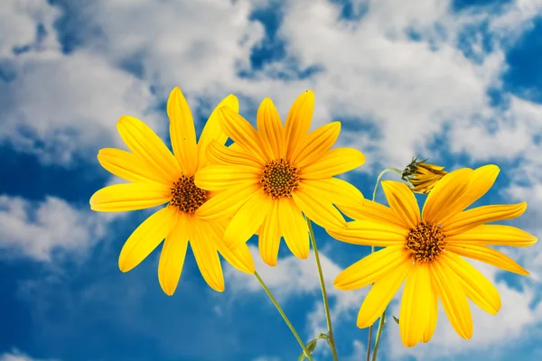 Flor amarela — Fotografia de Stock