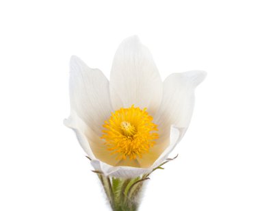 bahar çiçekleri cutleaf anemon