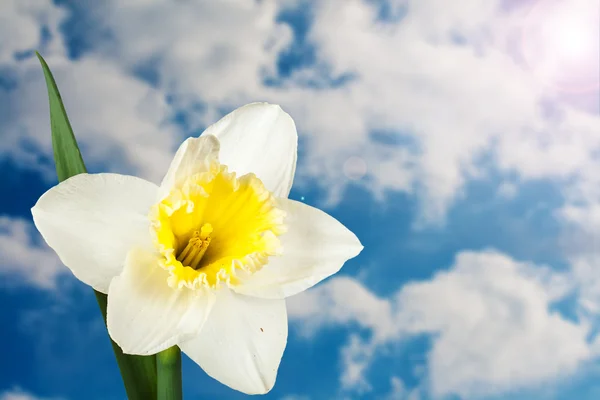 Květ narcisu — Stock fotografie