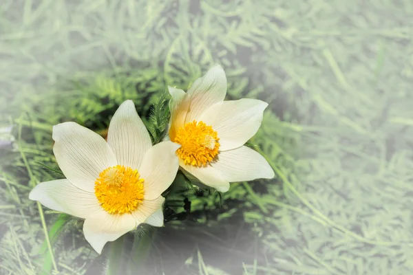 Våren blommor cutleaf anemone — Stockfoto