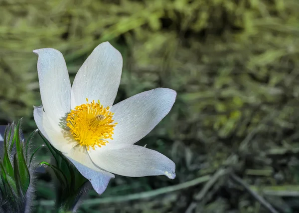 Jarní květy cutleaf Sasanka — Stock fotografie