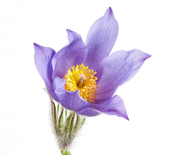 Spring flowers cutleaf anemone — Stock Photo, Image