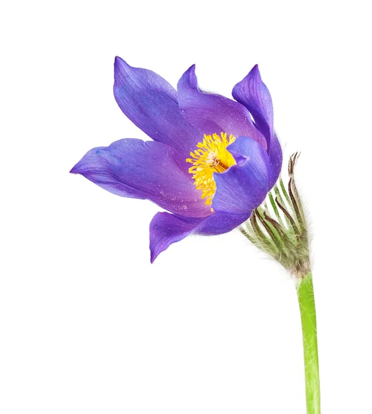 Anémone de feuille de coupe de fleurs de printemps — Photo