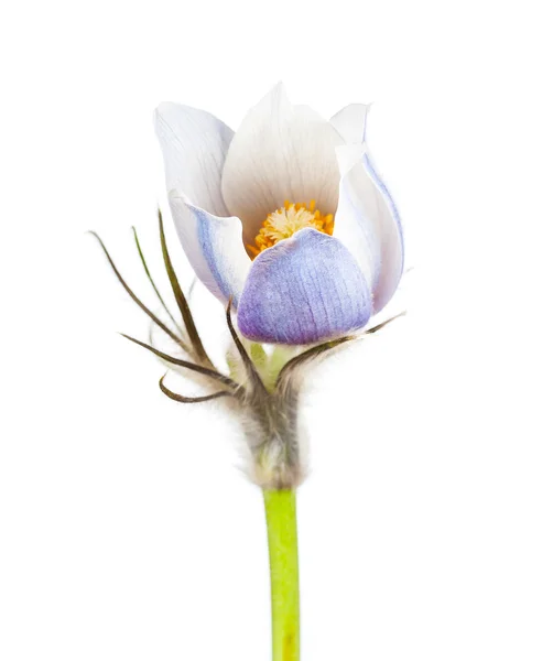 Fiori primaverili foglie recise anemone — Foto Stock