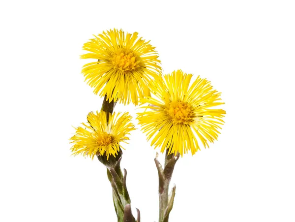 Yellow coltsfoot flower — Stock Photo, Image