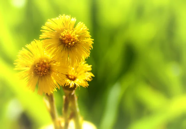 Yellow coltsfoot flower — Stock Photo, Image