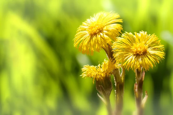 Sarı coltsfoot çiçek — Stok fotoğraf