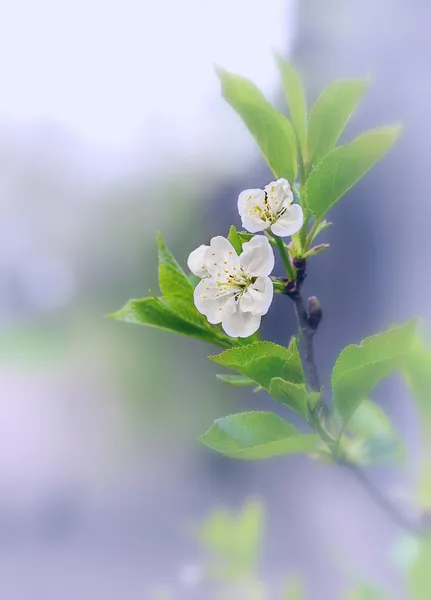 Branch with cherry flowers — Stock Photo, Image