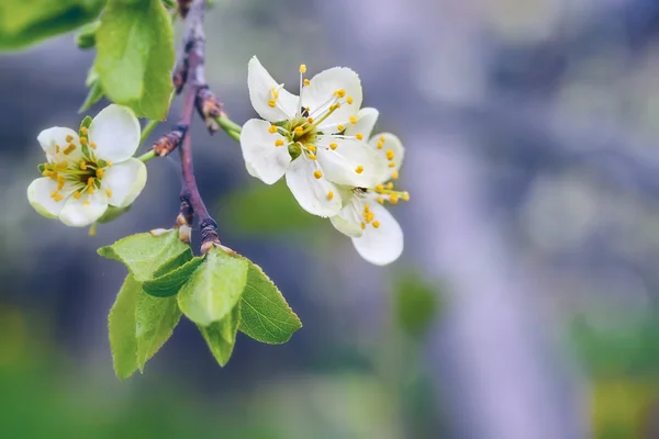 Branch with cherry flowers — Stock Photo, Image