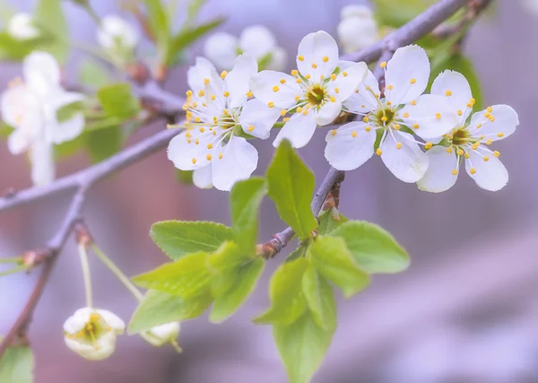 Branch with cherry flowers — Stock Photo, Image