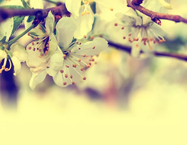 Branch with cherry flowers — Stock Photo, Image