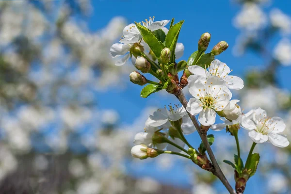 Branch with cherry flowers — Stock Photo, Image